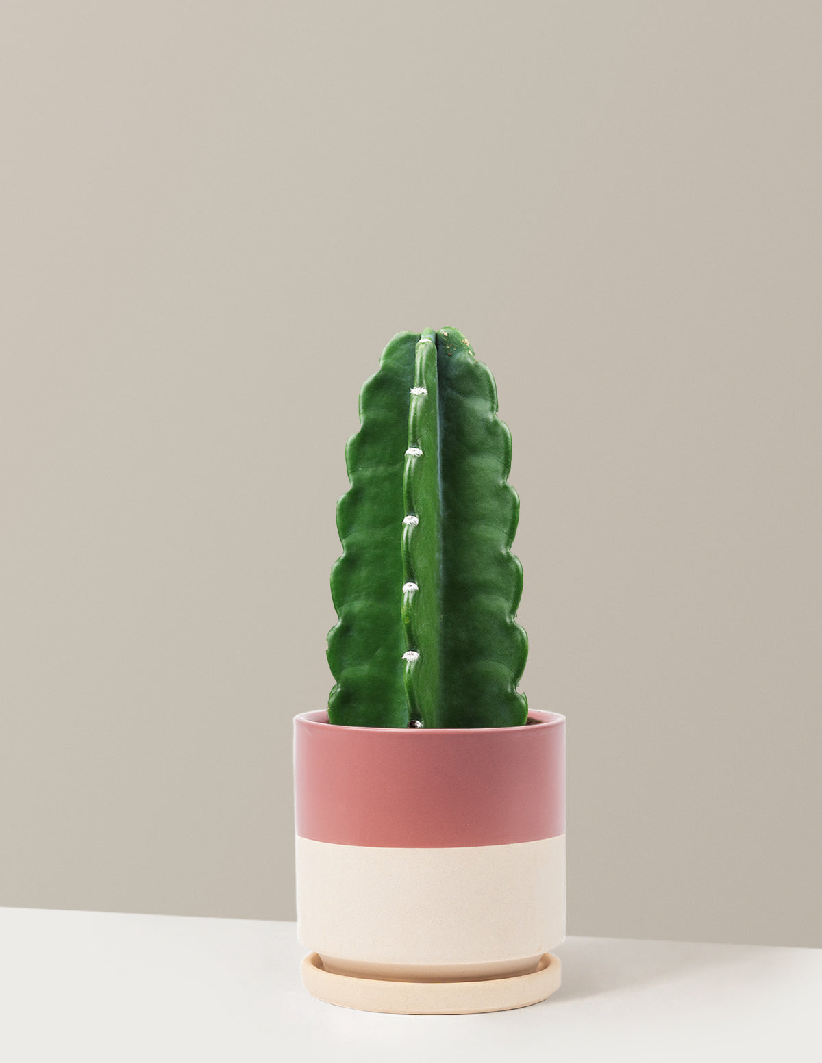 bundle | Medium | Isabella | Half Dusty Rose