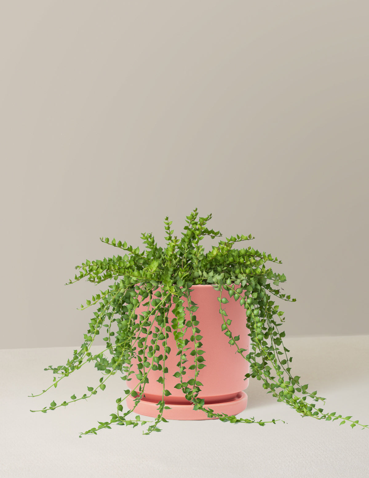 bundle | Medium | Isabella | Bubblegum