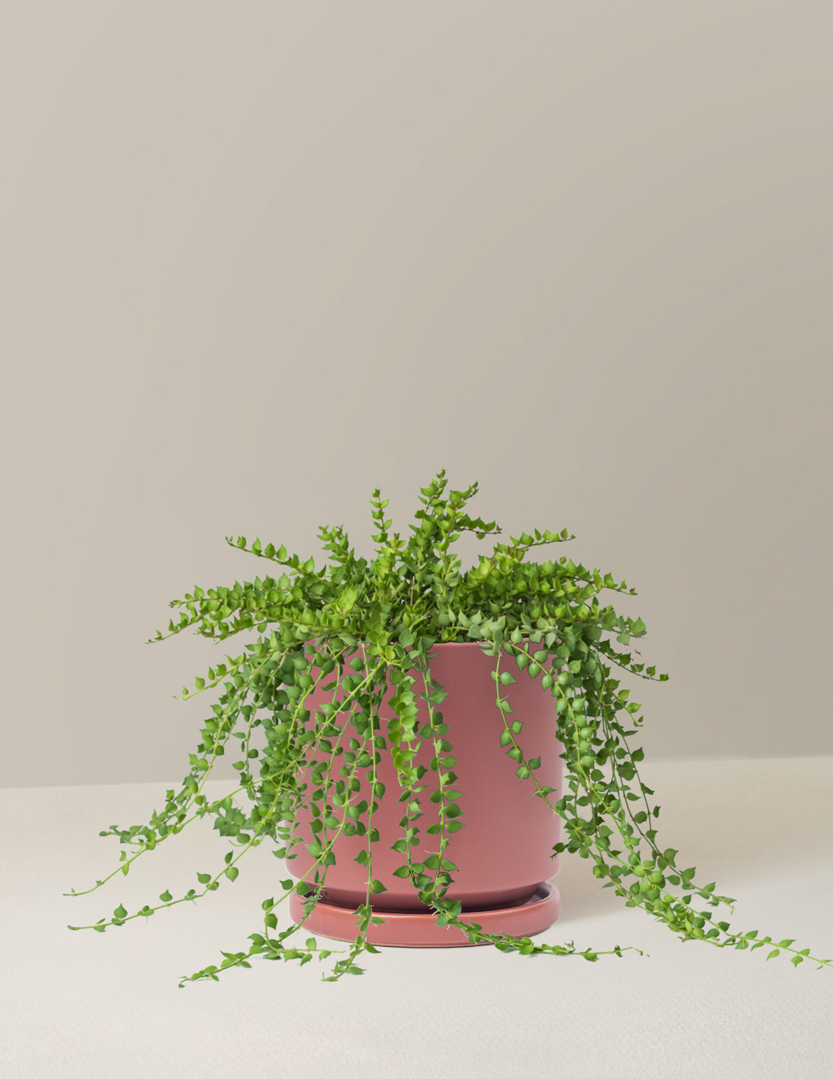 bundle | Medium | Isabella | Dusty Rose