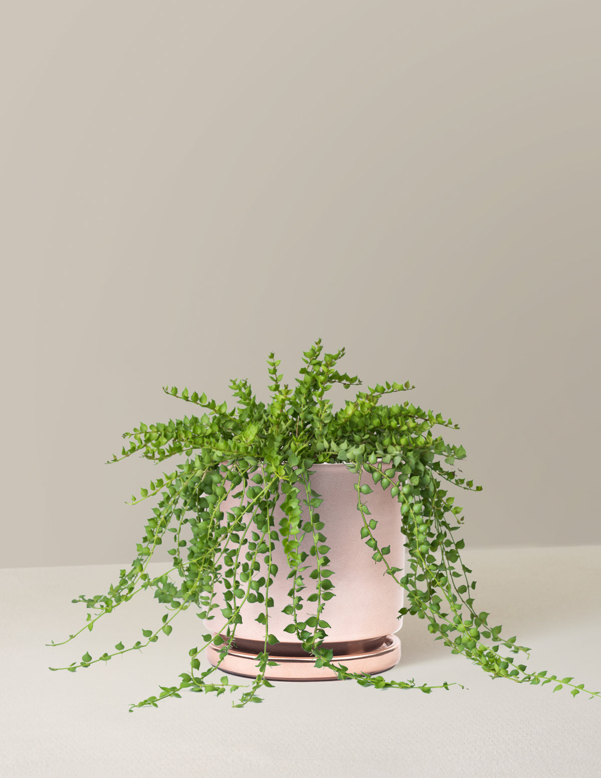 bundle | Medium | Isabella | Rose Gold