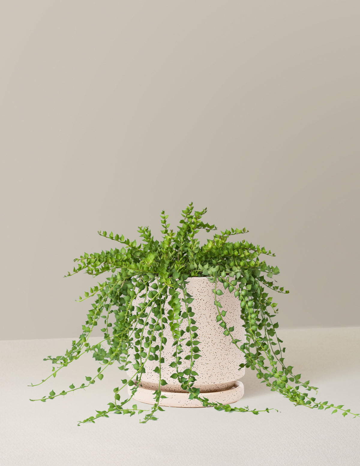 files/the-sill_Medium-Dichidia_Medium_Isabella_White-Sesame_Variant.jpg
