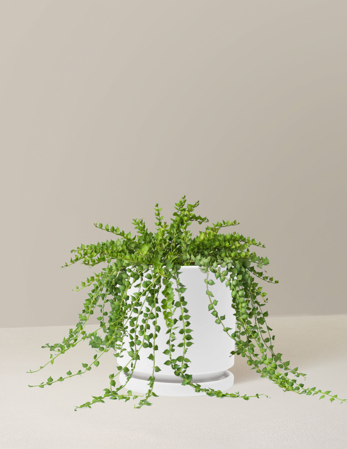 bundle | Medium | Isabella | White