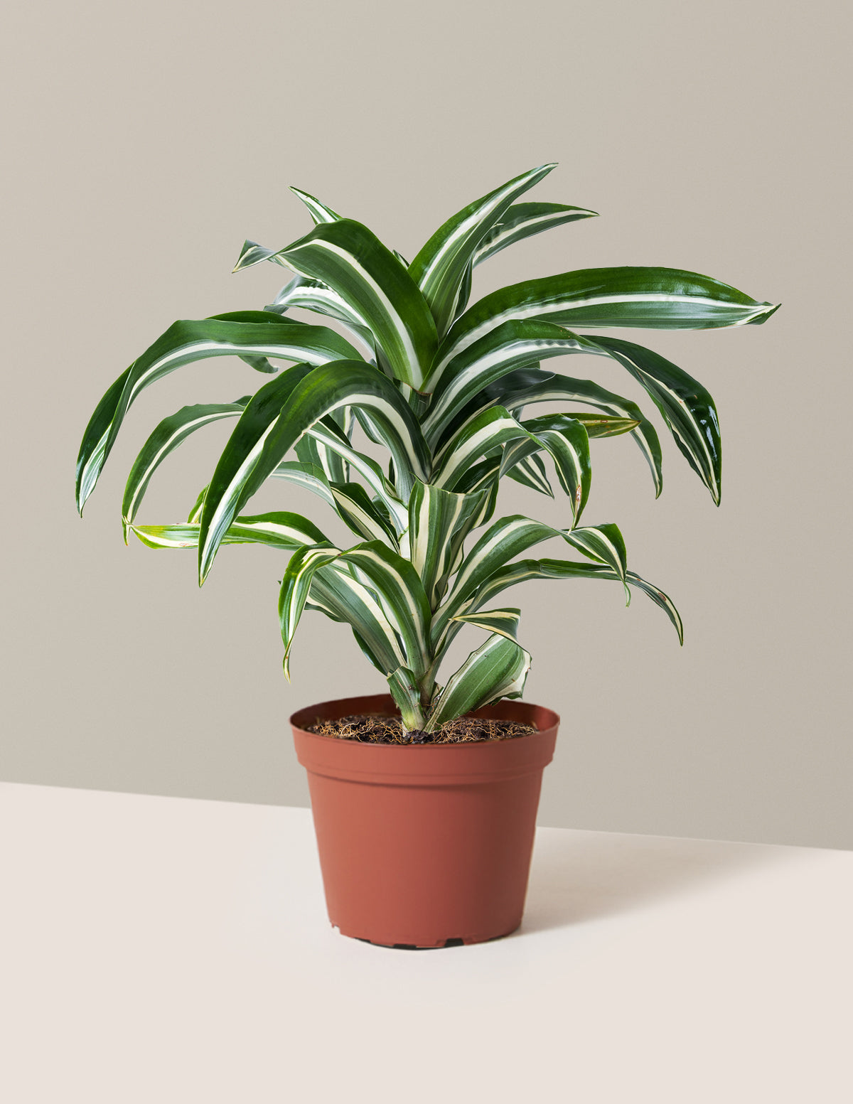 bundle | Medium | Grow Pot