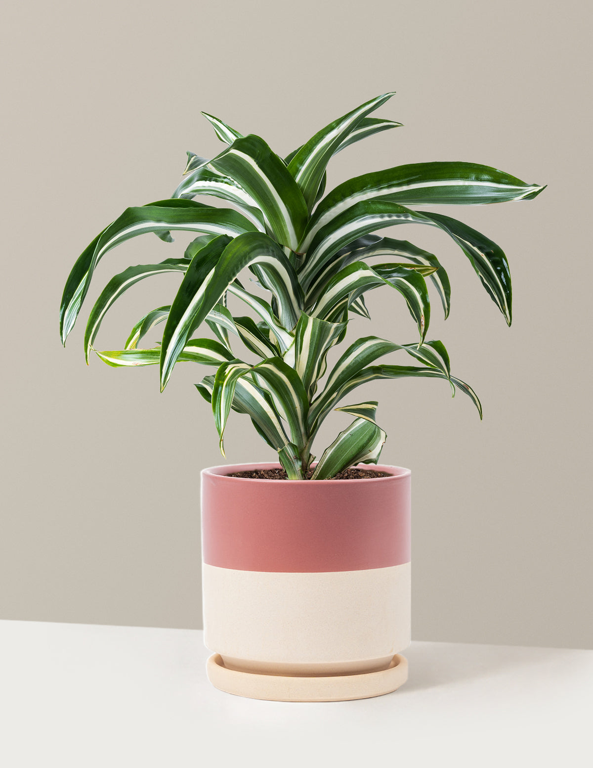 bundle | Medium | Isabella | Half Dusty Rose