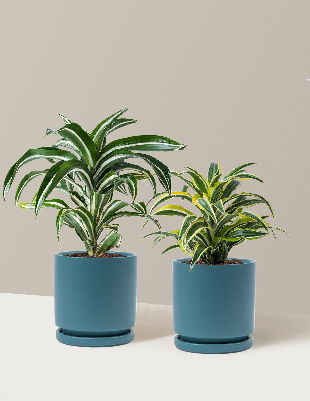 bundle | Medium | Isabella | Antique Teal