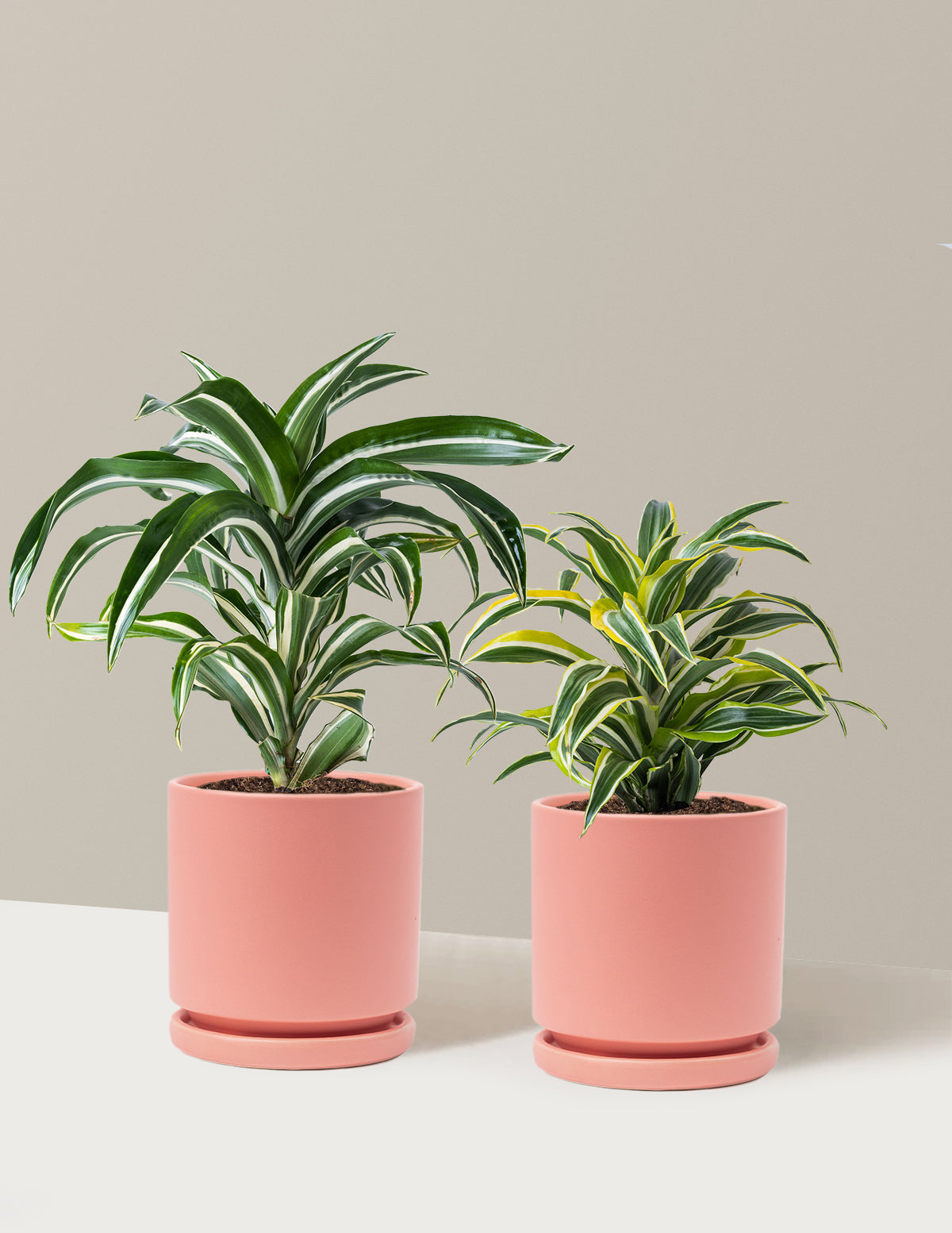 bundle | Medium | Isabella | Bubblegum