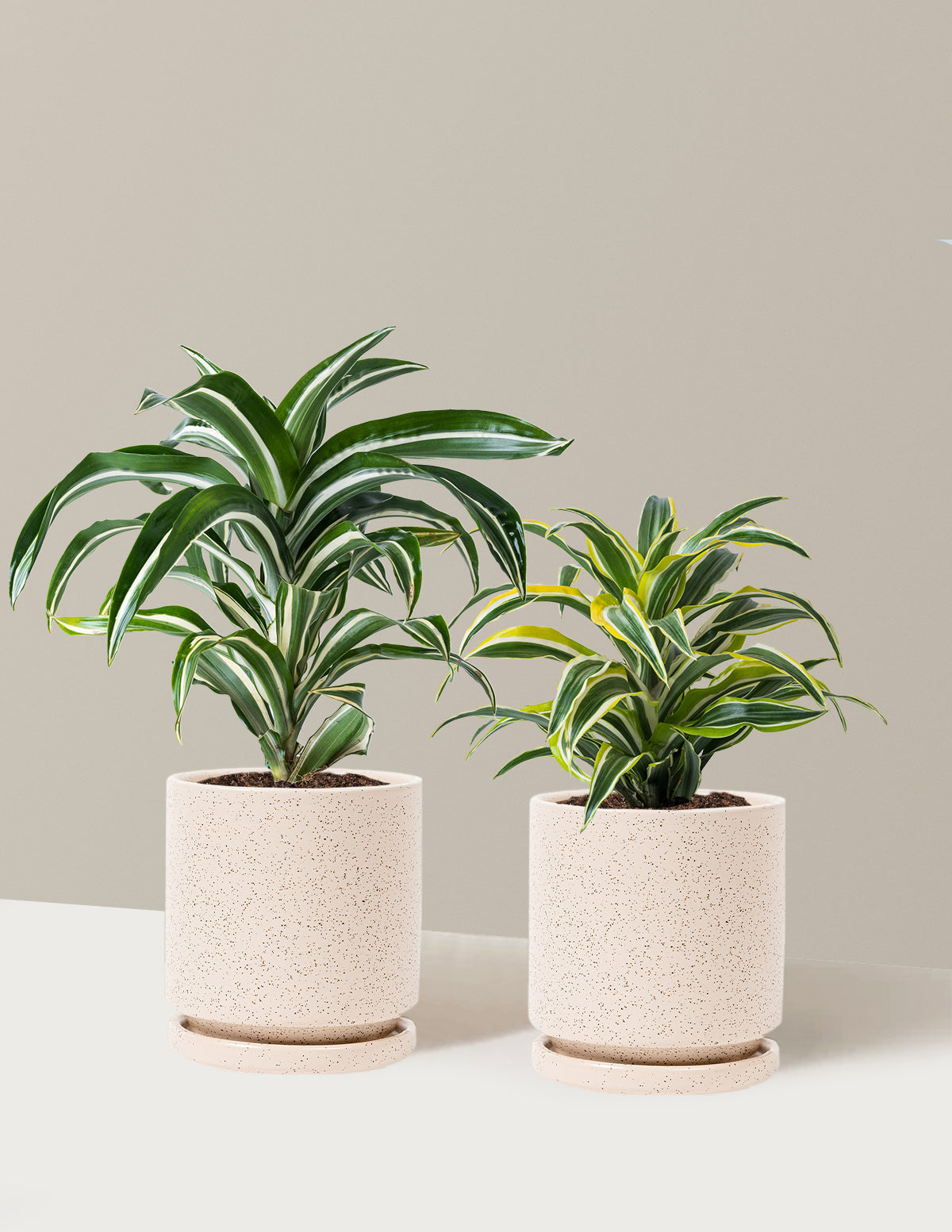 bundle | Medium | Isabella | White Sesame