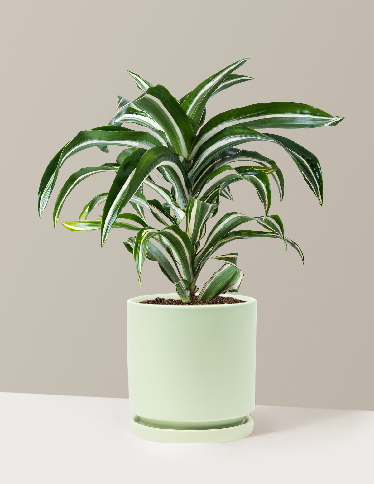 files/the-sill_Medium-Dracaena-Jewel-Jade_Medium_Isabella_Sage_Variant.jpg