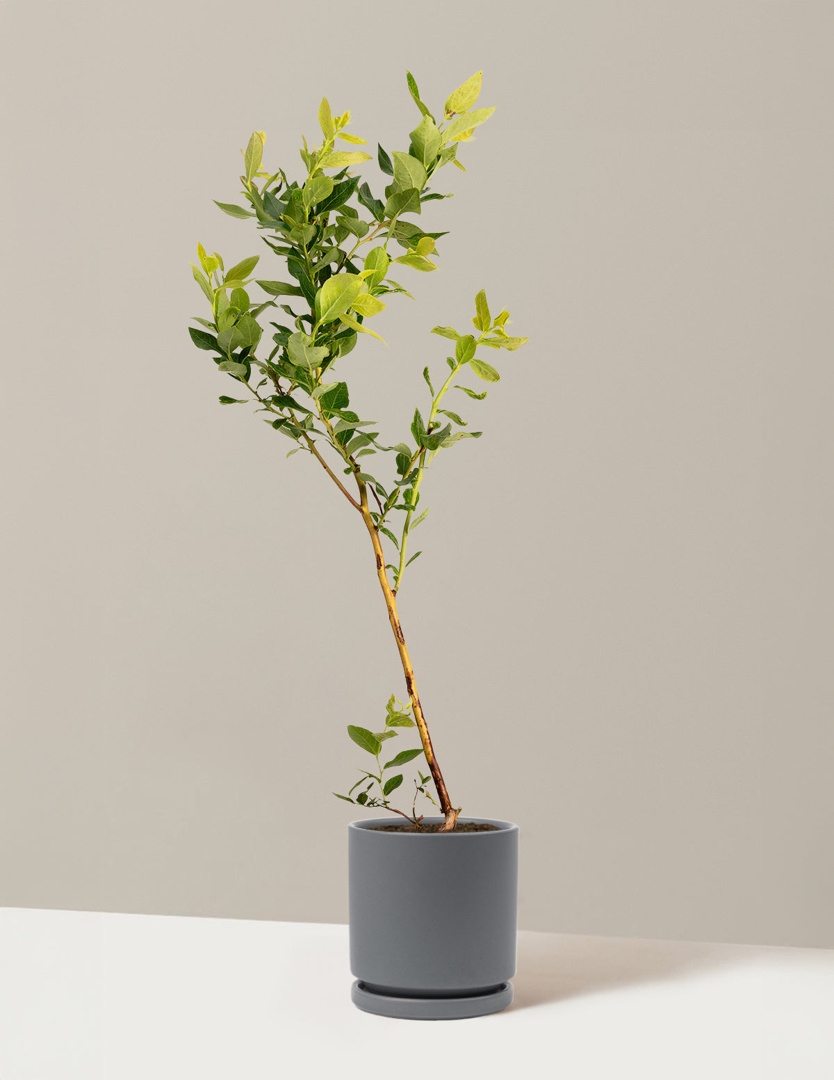 bundle | 1 Gallon - Single | Isabella | Granite