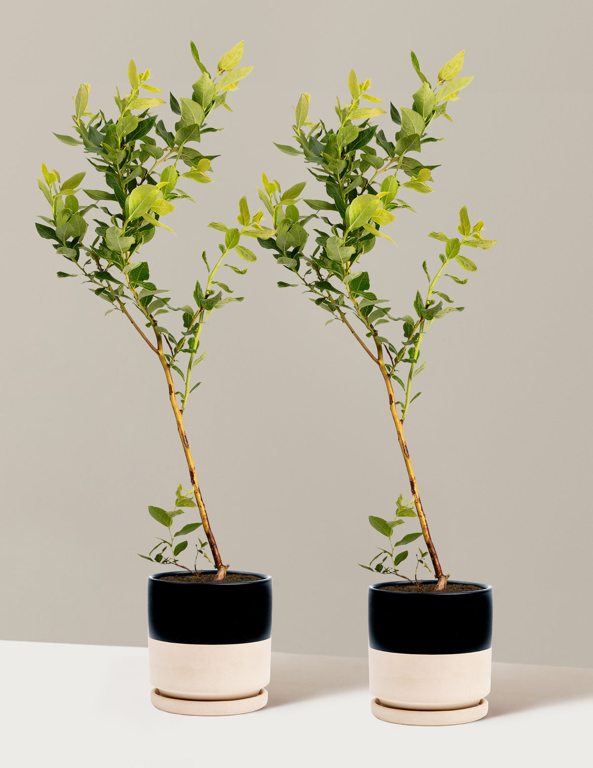 bundle | 1 Gallon - 2-Pack | Isabella | Top Half Black
