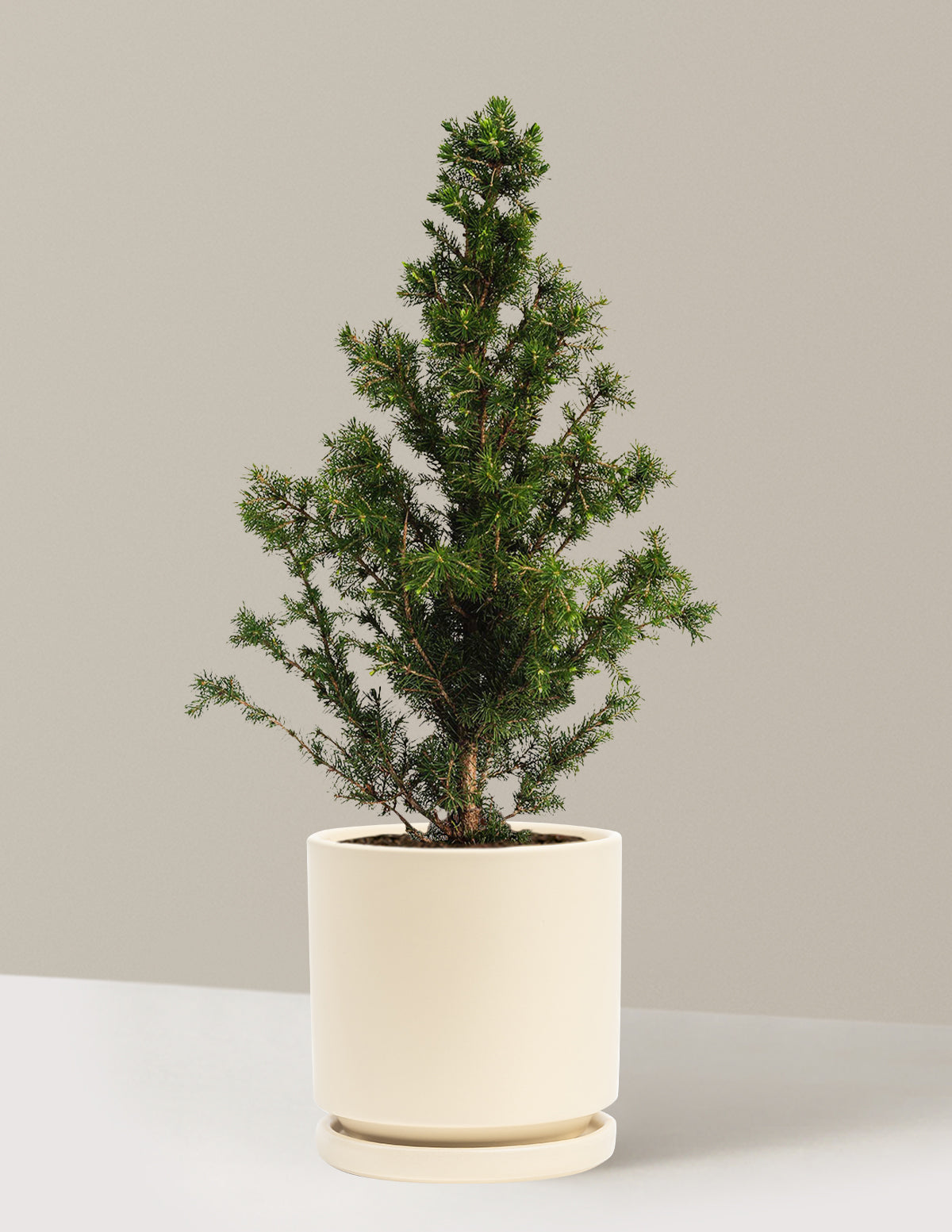 bundle | 1-2ft. | Isabella | Almond