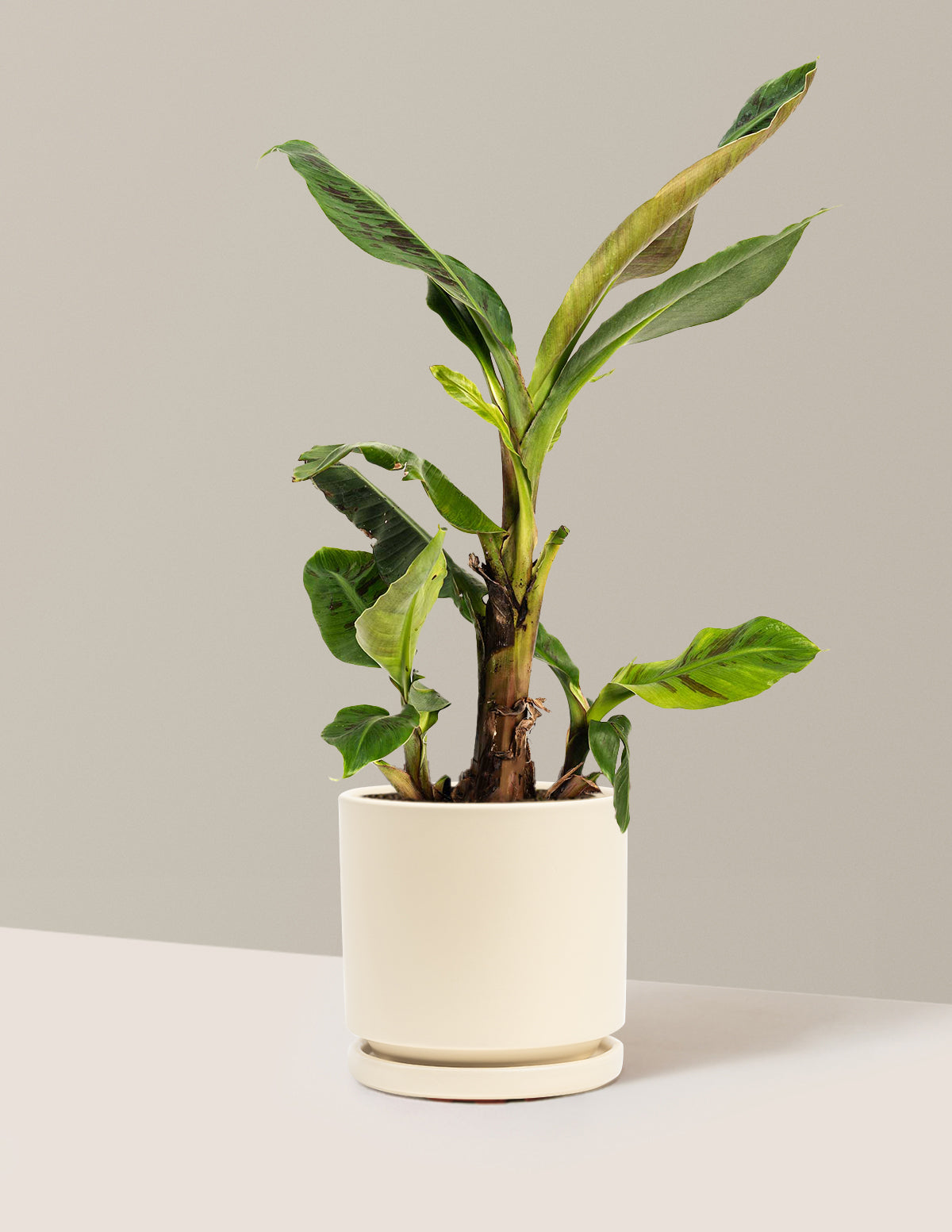 files/the-sill_Medium-Dwarf-Cavendish-Banana-Tree_Medium-Isabella-Almond_Variant.jpg
