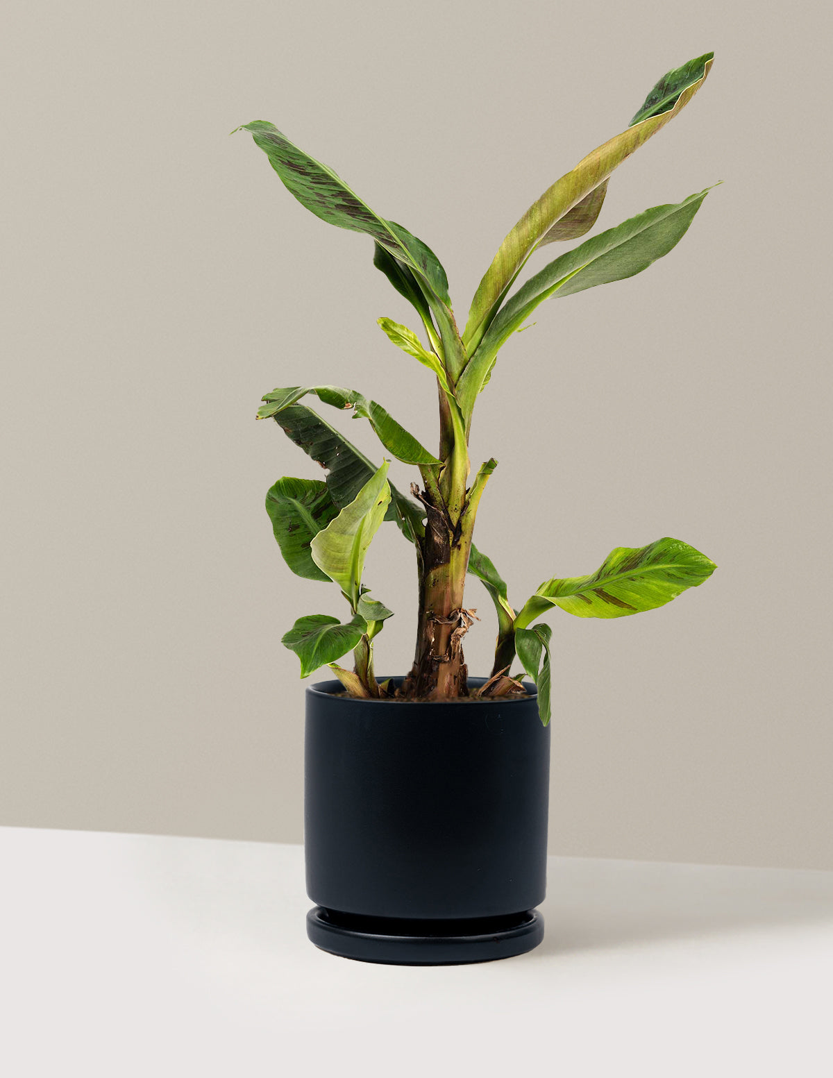 Dwarf Cavendish Banana Tree