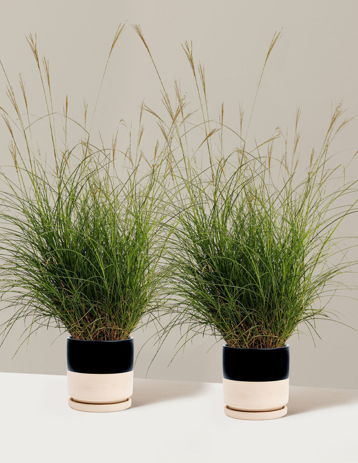 bundle | 1 Gallon - 2-Pack | Isabella | Top Half Black