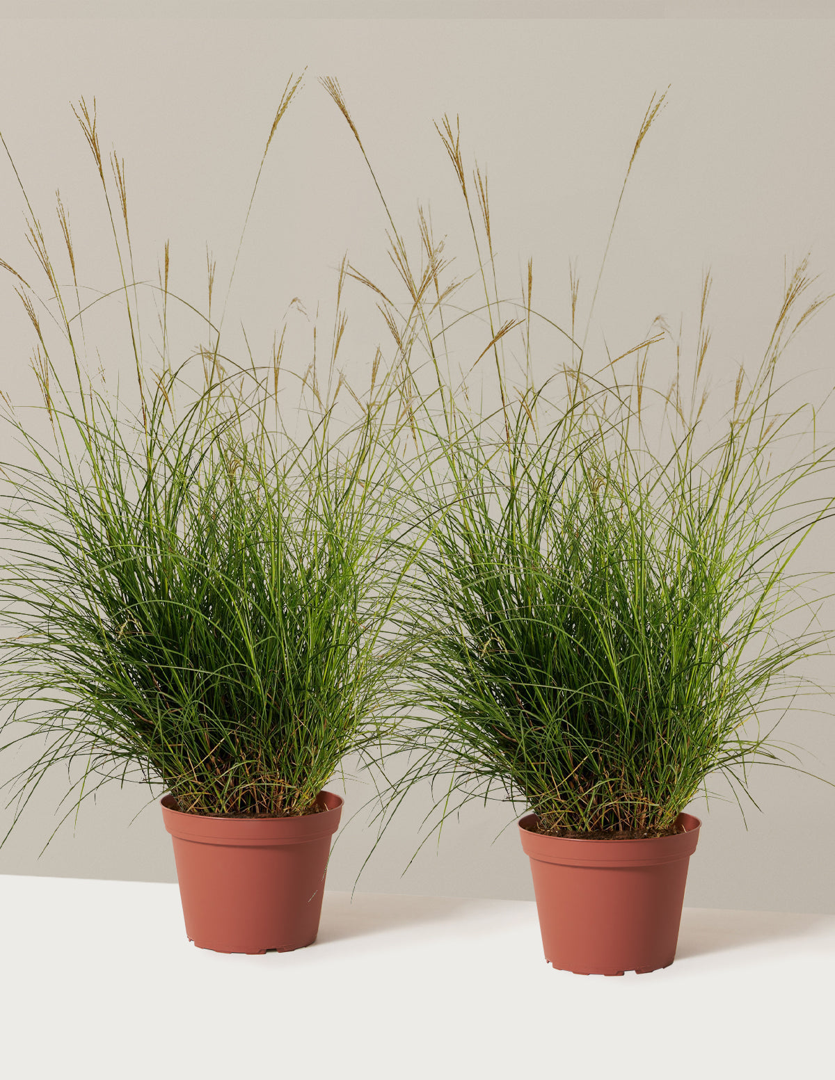 bundle | 1 Gallon - 2-Pack | Grow Pot
