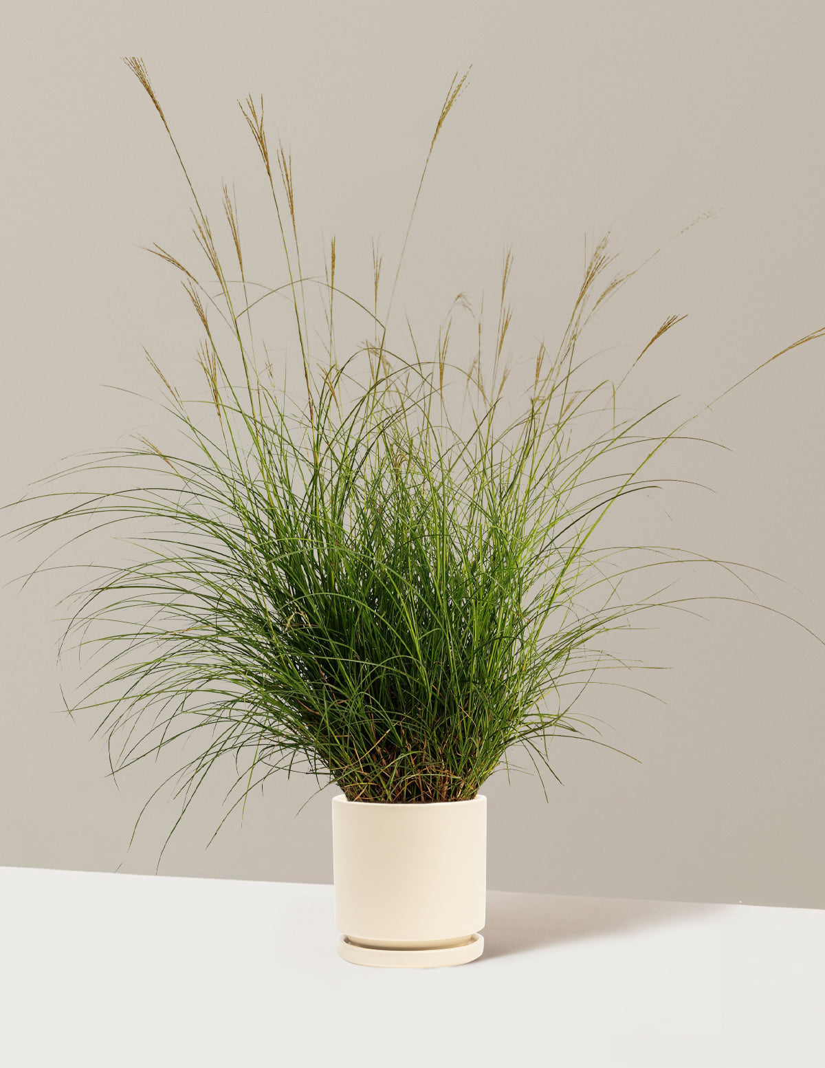 bundle | 1 Gallon - Single | Isabella | Almond