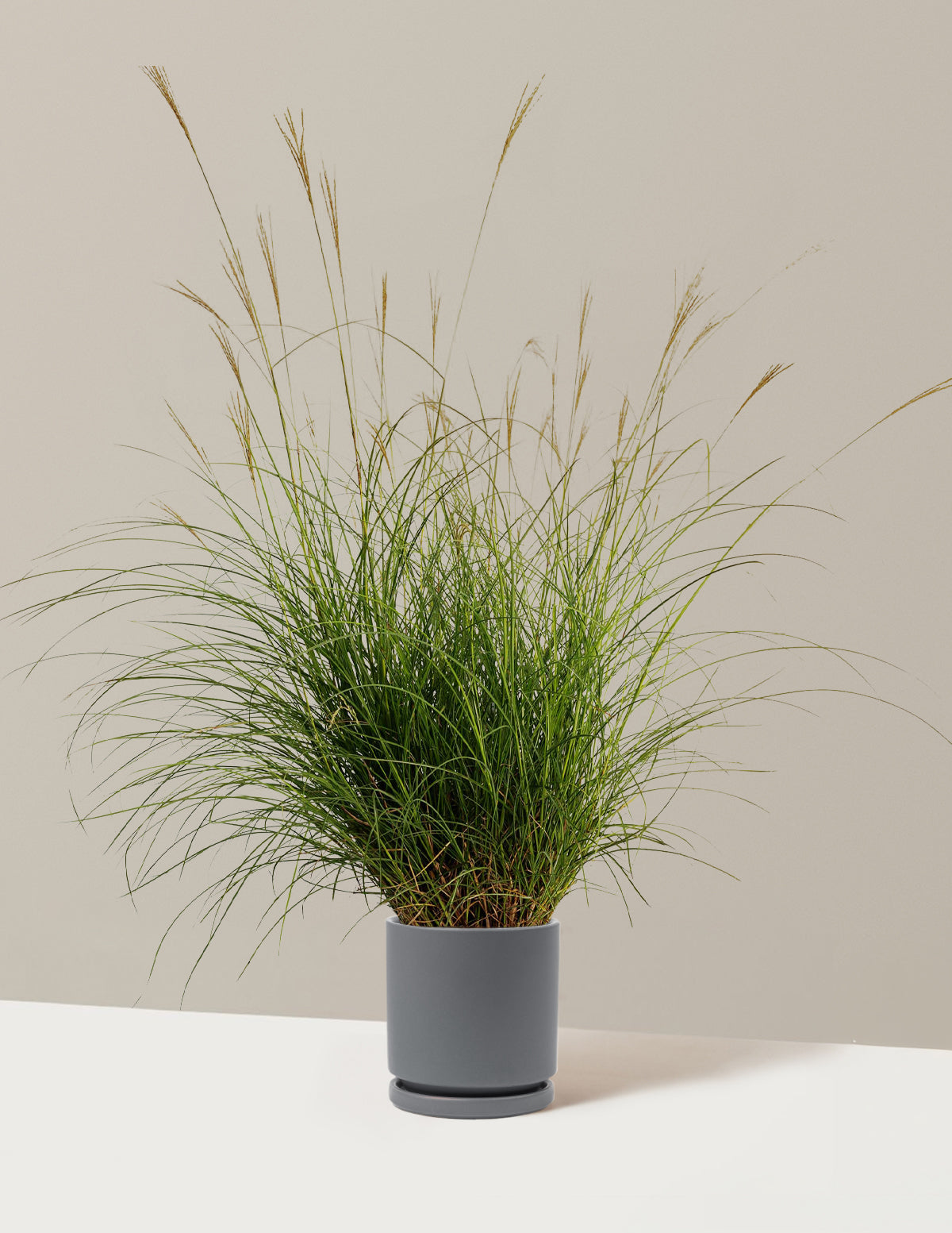 bundle | 1 Gallon - Single | Isabella | Granite