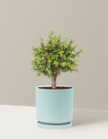 Elephant Bush Bonsai