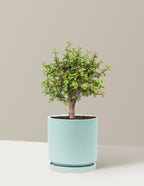 Elephant Bush Bonsai
