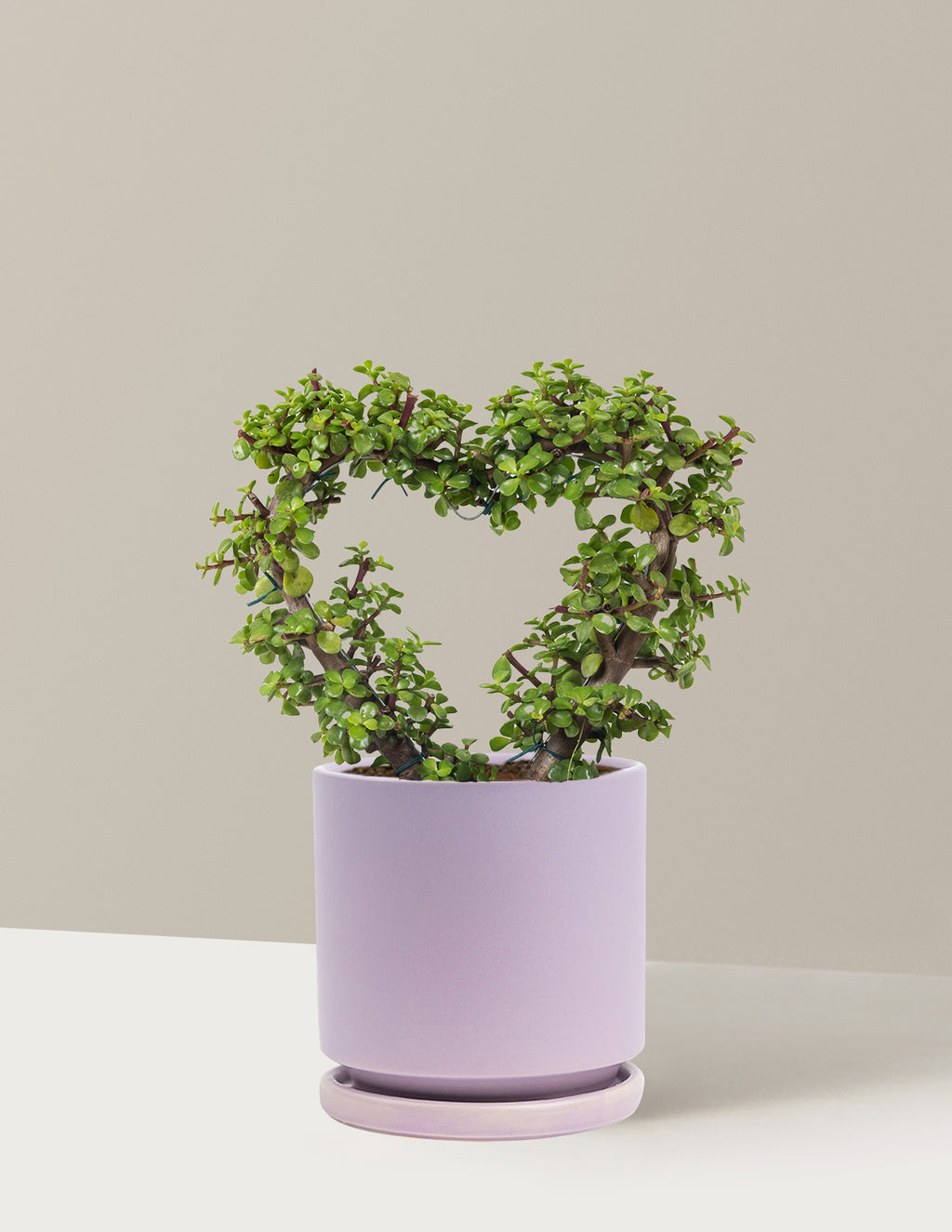 Elephant Bush Heart Bonsai