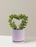 Elephant Bush Heart Bonsai