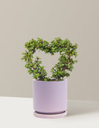 Elephant Bush Heart Bonsai