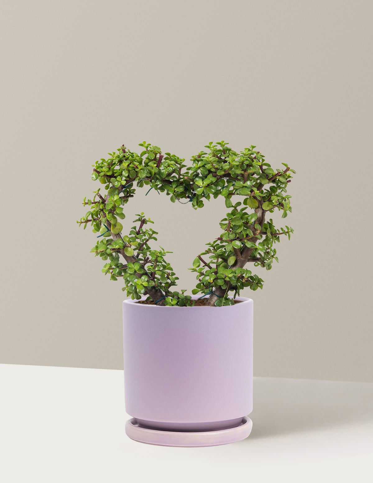 Elephant Bush Heart Bonsai