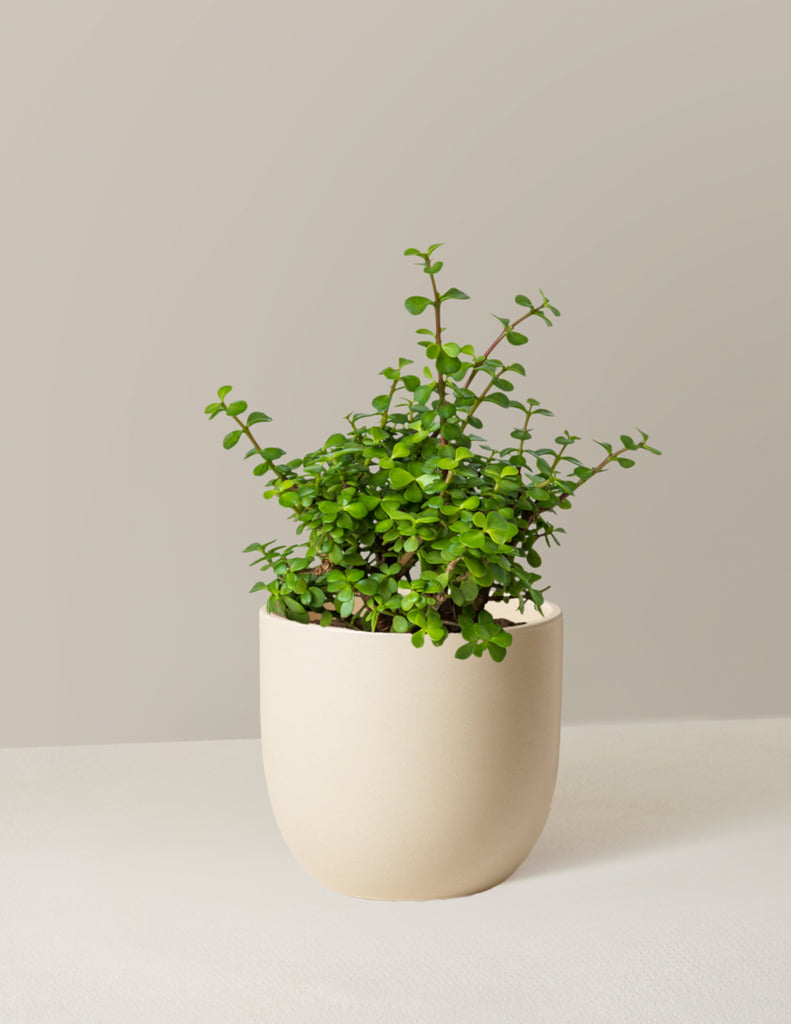 How to care for a Elephant Bush Prosperity Plant