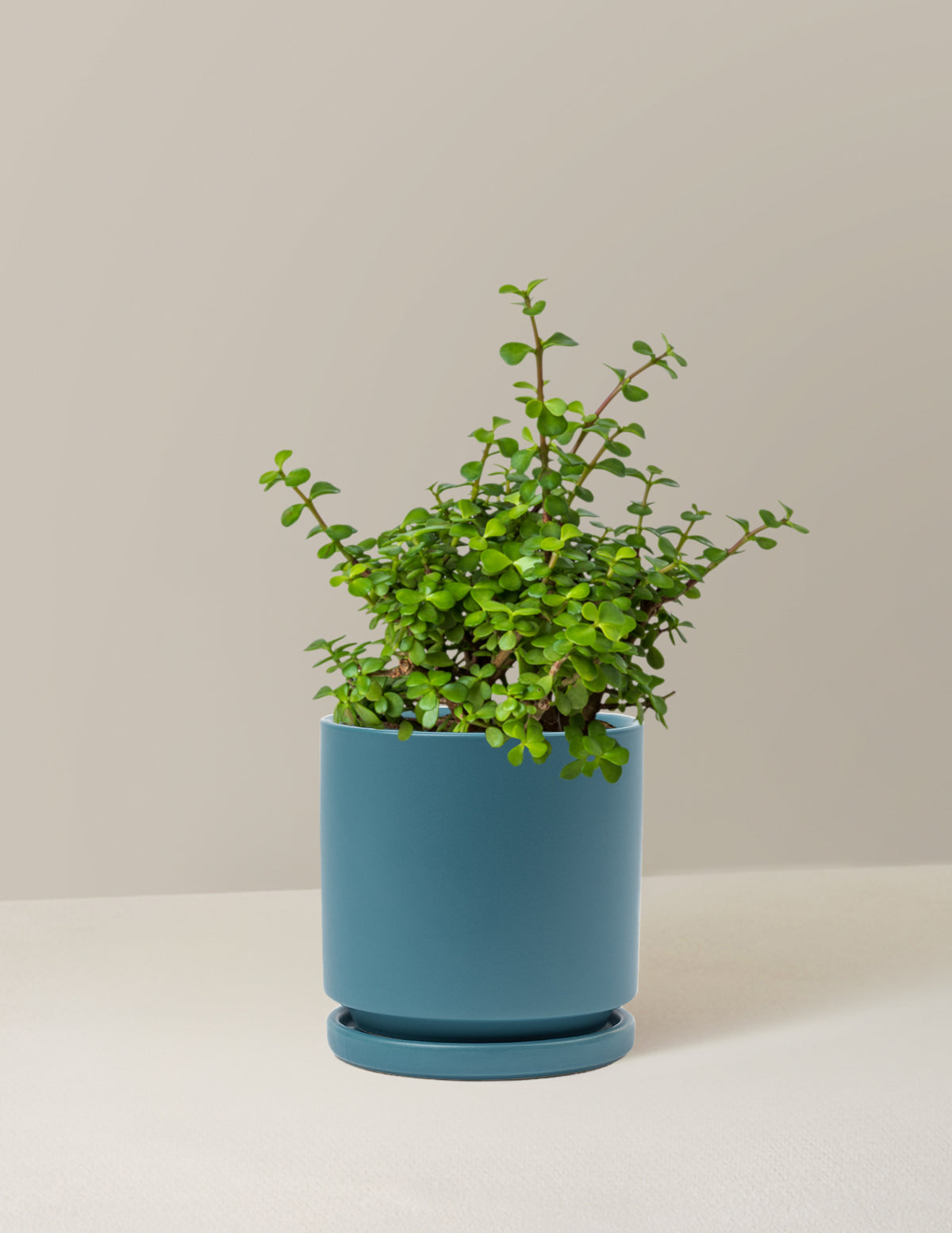 files/the-sill_Medium-Elephant-Bush_Medium_Isabella_Antique-Teal_Variant.jpg