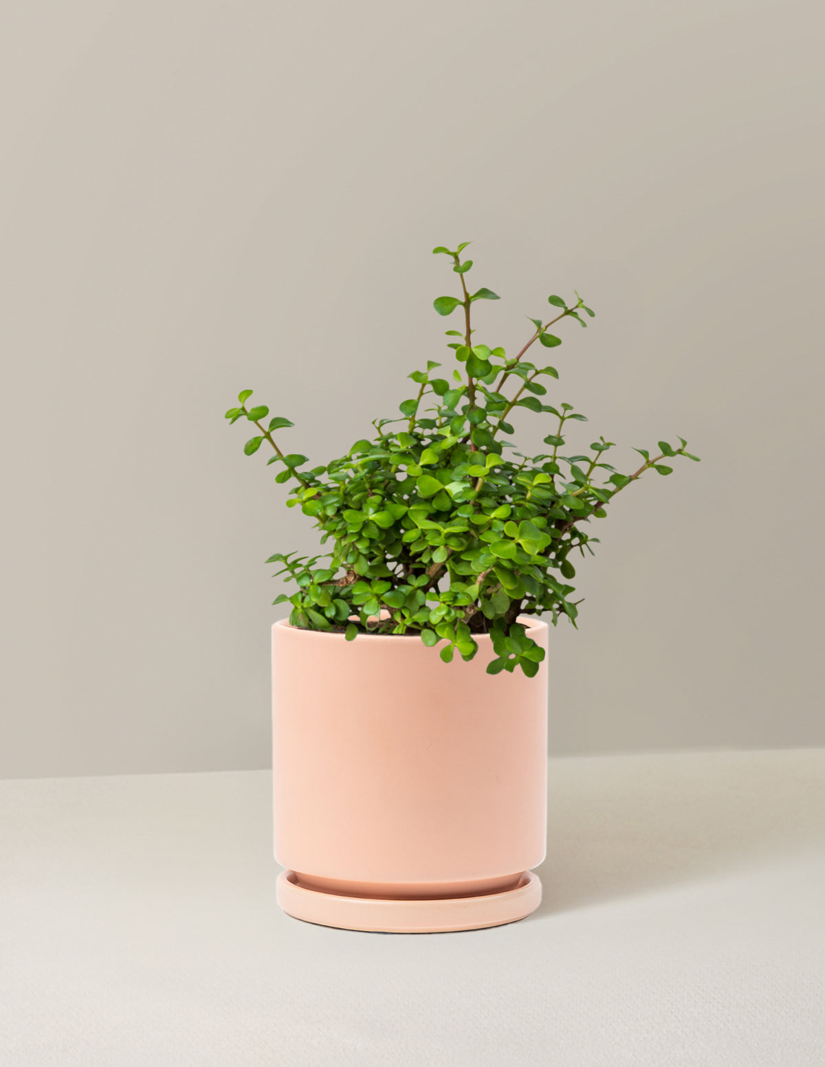 Elephant Bush Prosperity Plant