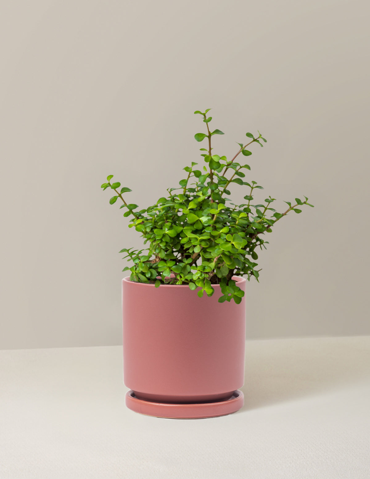 Elephant Bush Prosperity Plant