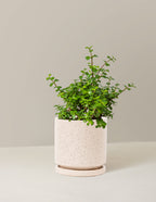 Elephant Bush Prosperity Plant
