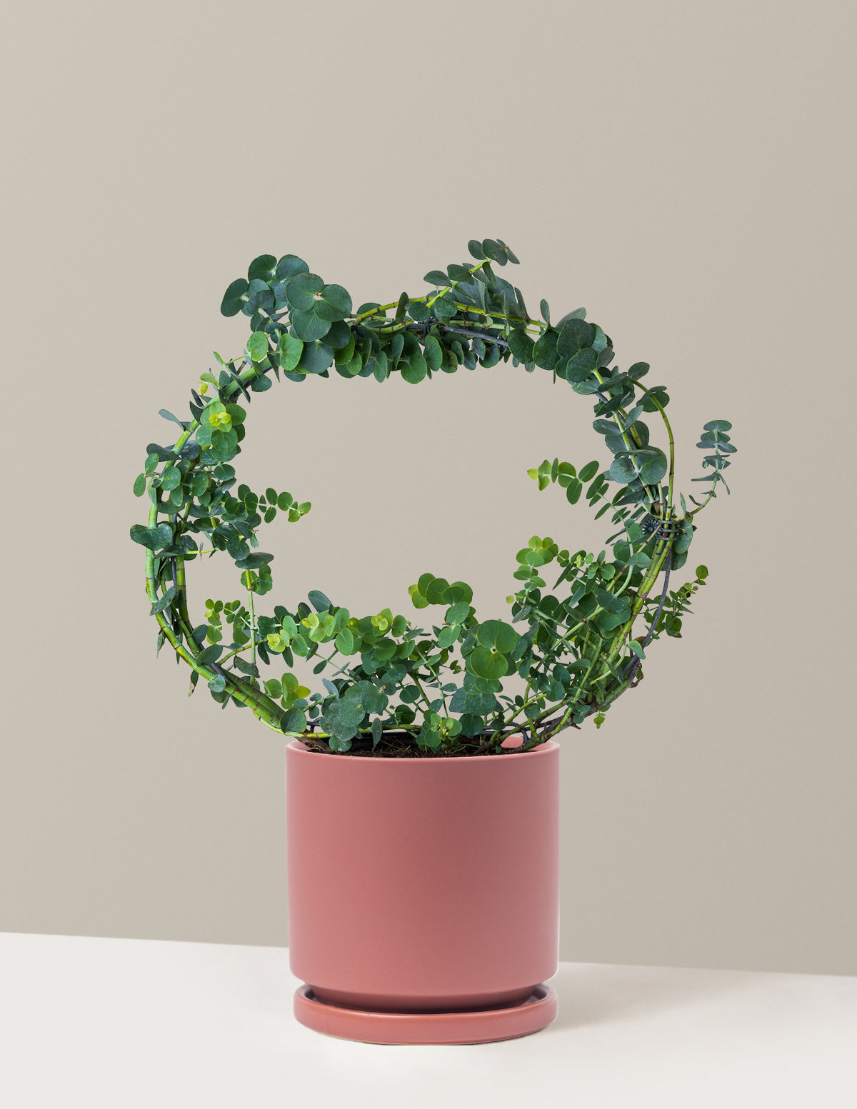 files/the-sill_Medium-Eucalyptus-Wreath_Medium_Isabella_Dusty-Rose_Variant.jpg
