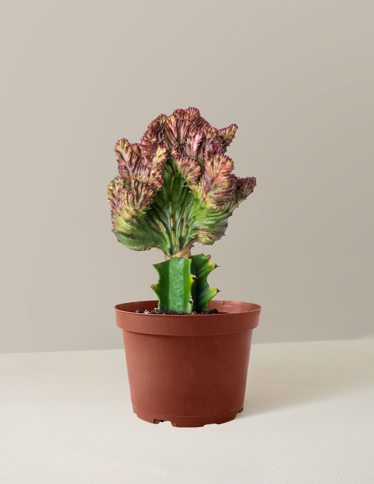 bundle | Red | Grow Pot