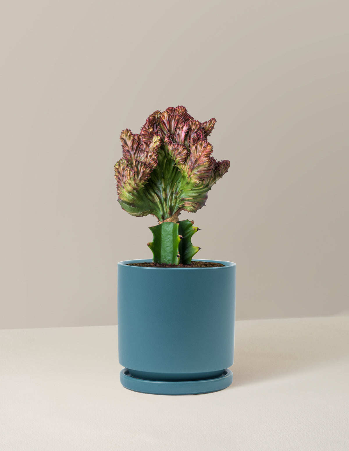 bundle | Red | Isabella | Antique Teal