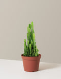 bundle | Medium | Grow Pot