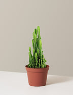 bundle | Medium | Grow Pot