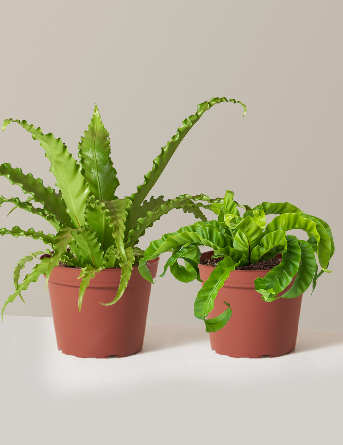 bundle | Medium | Grow Pot
