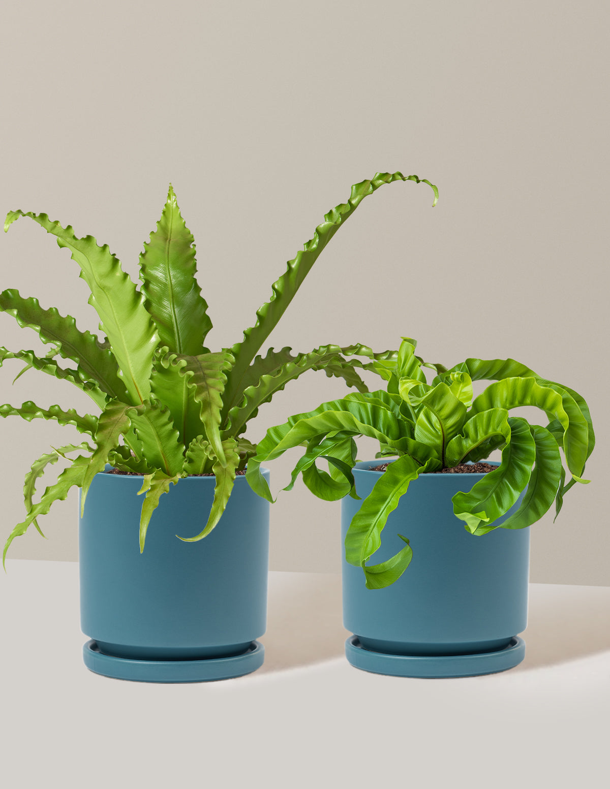 files/the-sill_Medium-FernFriendsDuo_Medium_Isabella_Antique-Teal_Variant.jpg