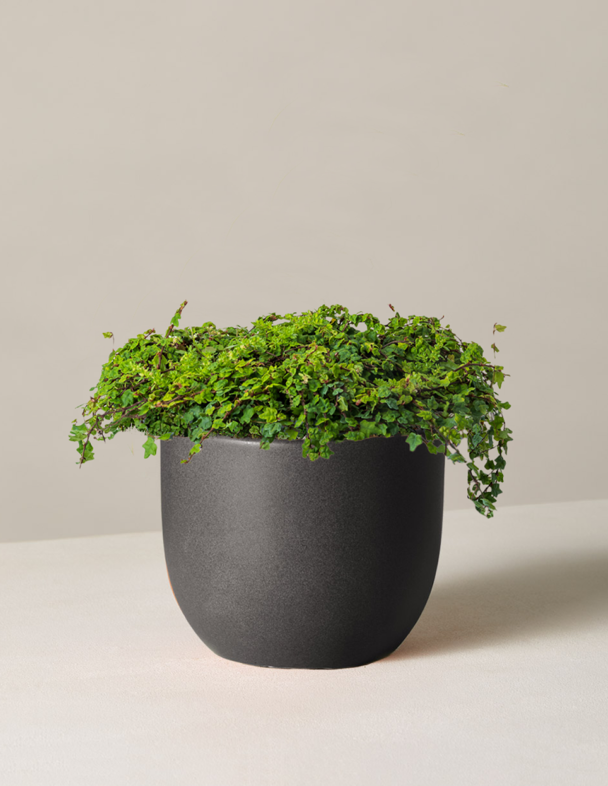 files/the-sill_Medium-Ficus-Frog_Medium_Grant_Black_Variant.png