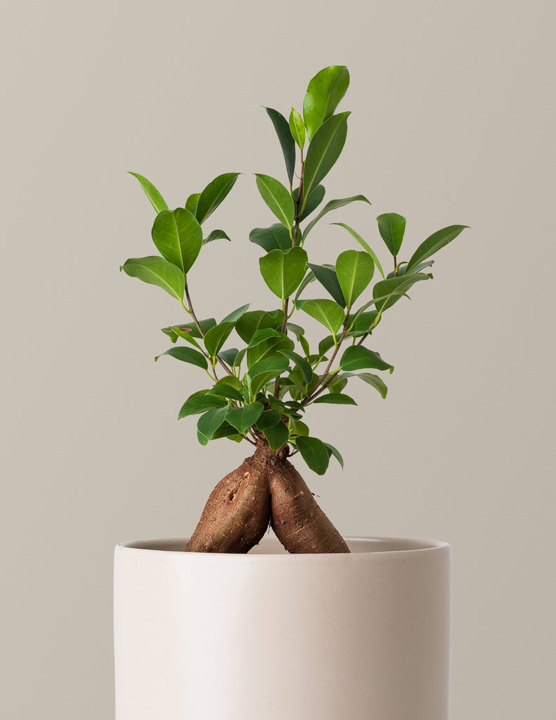 How to care for a Bonsai Ficus Ginseng