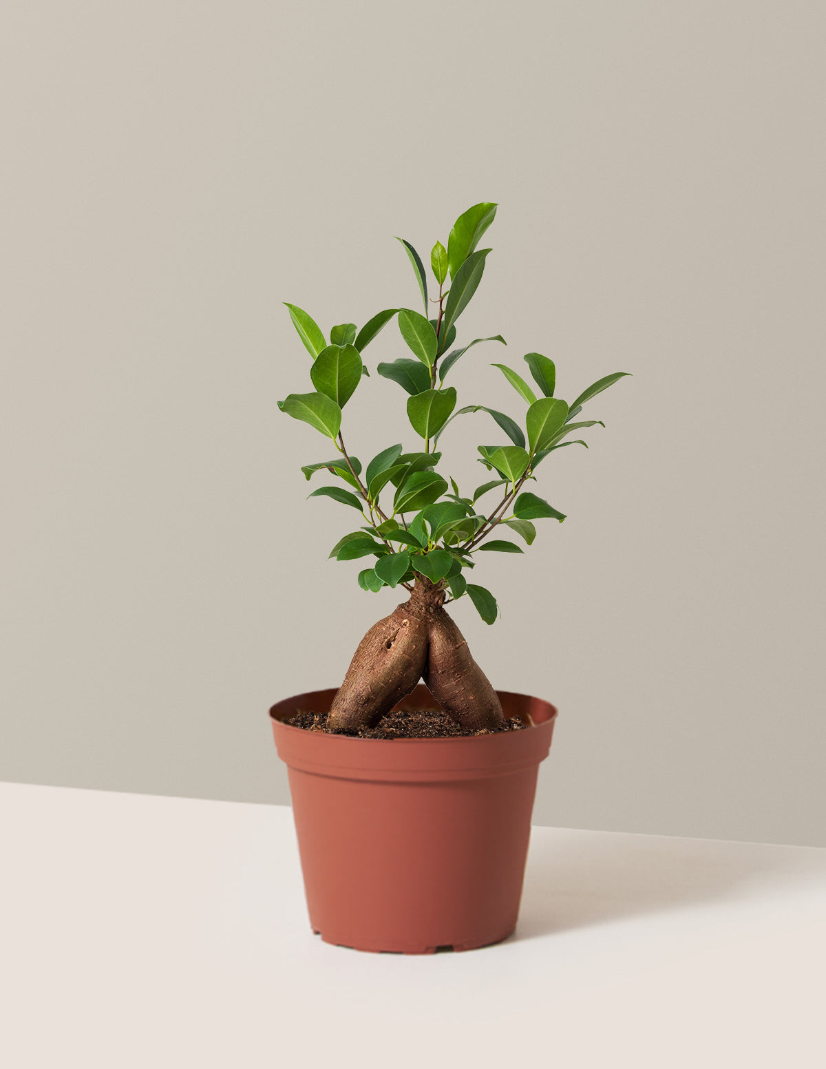 bundle | Medium | Grow Pot