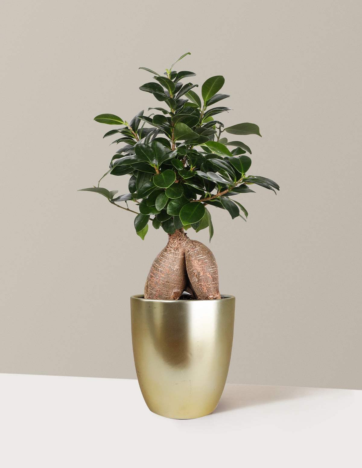 Bonsai Ficus Ginseng