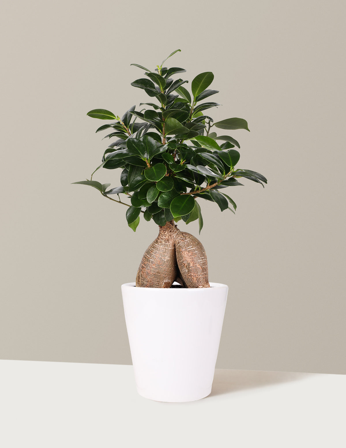 files/the-sill_Medium-Ficus-Ginseng_Medium_Marianne_White_Variant.jpg