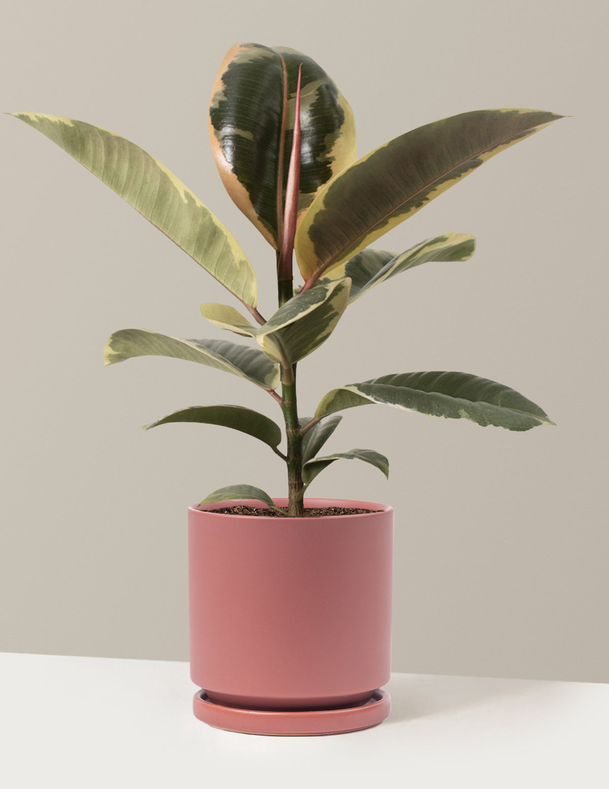 bundle | Medium | Isabella | Dusty Rose
