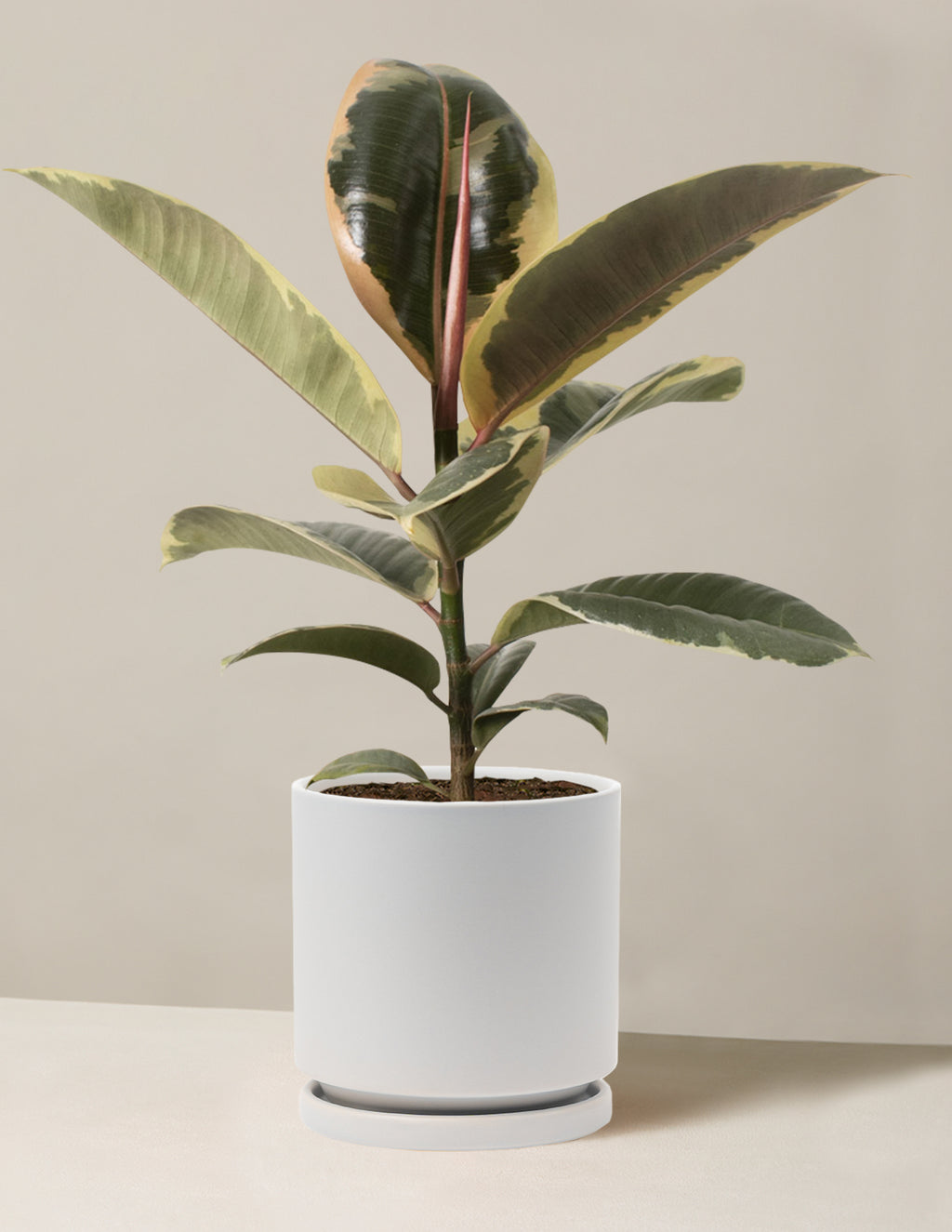 Ficus Tineke Bush