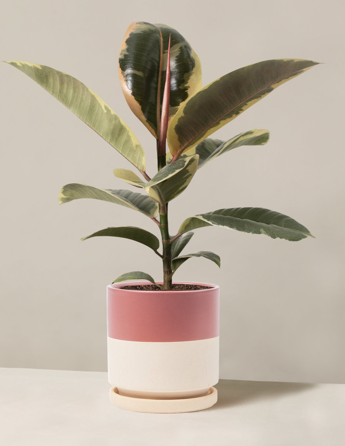 files/the-sill_Medium-Ficus-Tineke_Medium_Isabella_Top-Half-Dusty_Variant.jpg