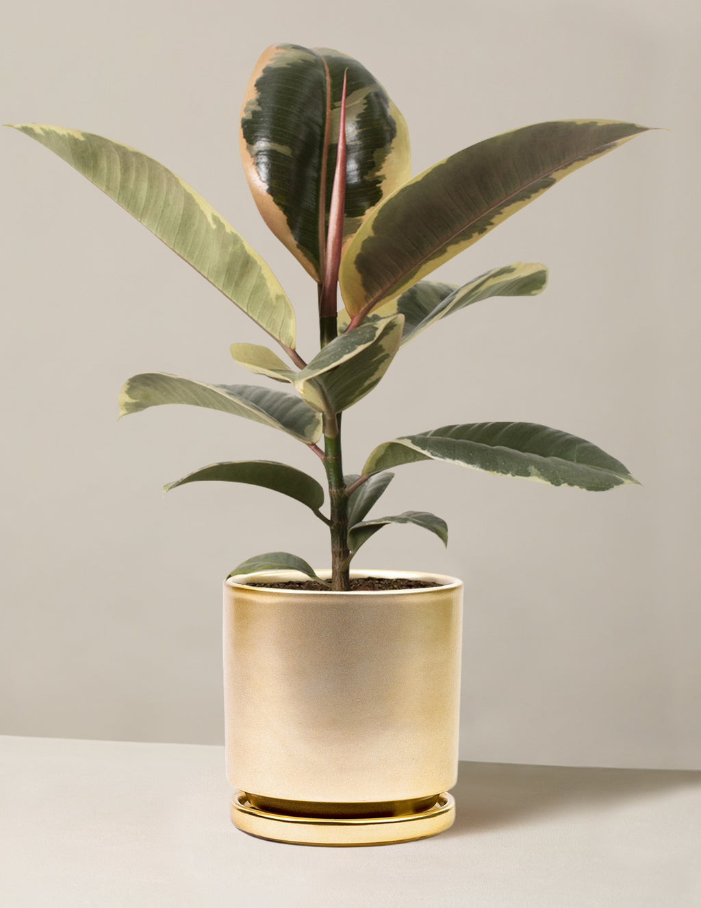 Ficus Tineke Bush