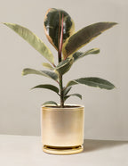 Ficus Tineke Bush