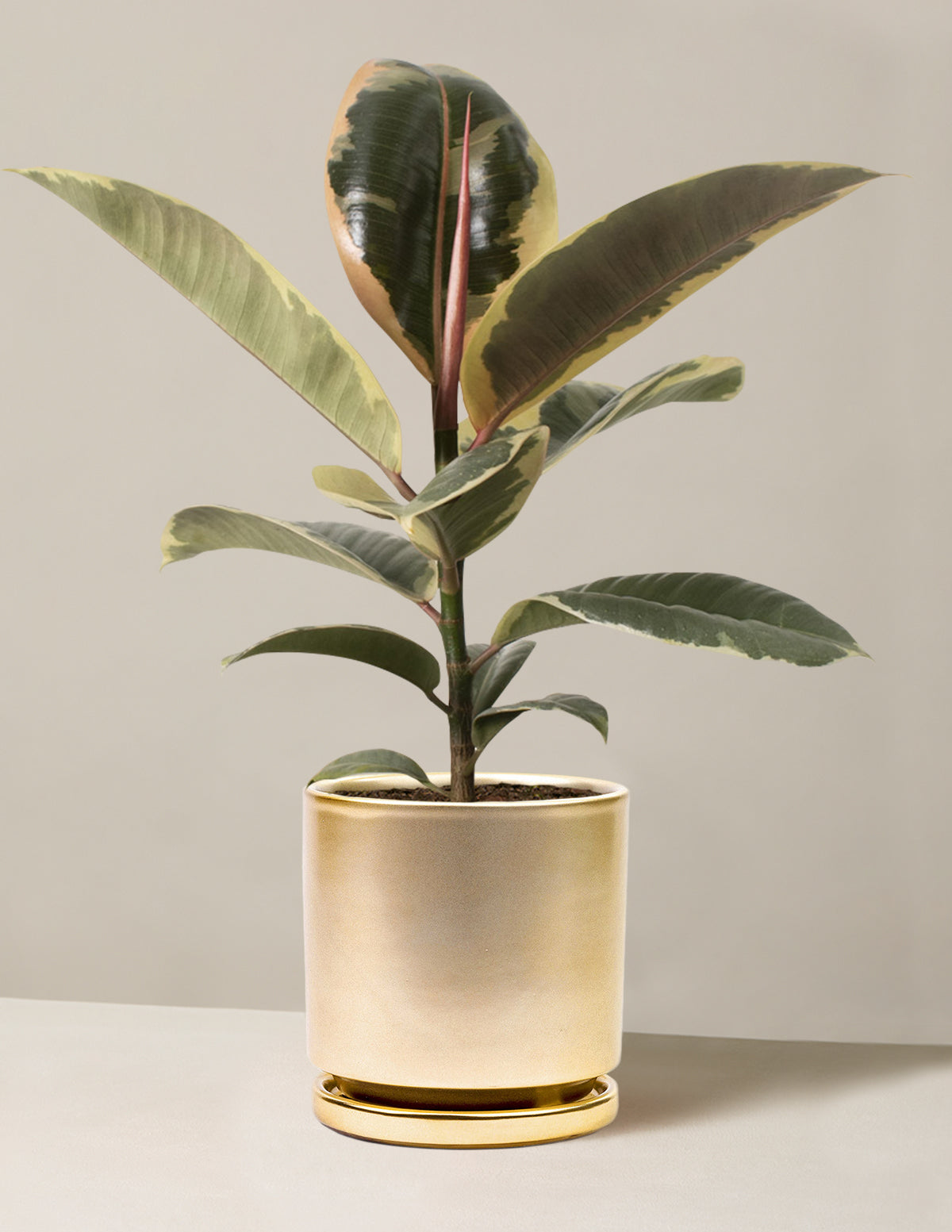 Ficus Tineke Bush